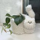 코드센스 이미지