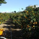 종대농장 이미지