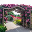 장자호수공원 장미터널 이미지