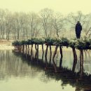 향기로운 염원 이미지