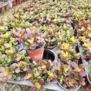 화월농장 이미지