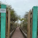 이구아나 | D+15 산타크루즈 토르투가 베이 갈라파고스 바다 이구아나 구경 🦎, 엠빠나다 후기