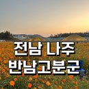 반남고분군 | [전남 나주 여행] 광주 근교 드라이브 코스모스 핑크뮬리 &#34;반남고분군&#34;