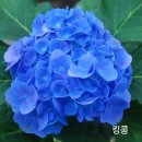 수국 판매합니다.(250403 품종업데이트) 이미지