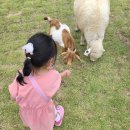 모동 | 아이와 가볼만한곳] 초록빛 초원 위 힐링, 상주 모동목장 양&염소 먹이주기 체험 후기 🐑🐐