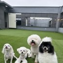 댕댕박사
