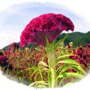 맨드라미농장 이미지