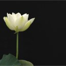 수원-0709 Daum카페