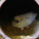 준 꼬꼬 이미지