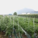 행렬농장 이미지