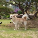 빅콩
