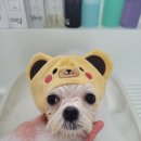 로이애견 이미지