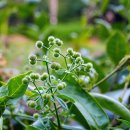 갈퀴덩굴 (Galium spurium L. var. echinospermum (Wallr.) Desp.) 이미지