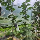 김준철농장 이미지