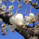 늦게 피는 꽃 이미지