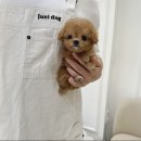 루비켄넬 이미지