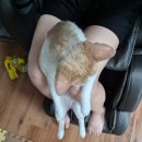 바람난고양이미용실