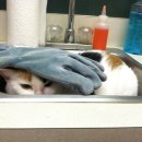 풍경동물병원 이미지