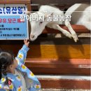 성공농장 | 화성 아기 동물체험 할아버지 동물농장 아이와 갈만한곳 18개월 후기