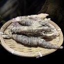산도라지 산더덕환 효능