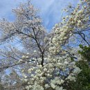 국토종주 남한강자전거길(중앙선 폐선구간) | 🌸 벚꽃 만개한 이번 주, 조안면 드라이브 중 우연히 발견한 시간이 멈춘 곳 — 능내역 폐역