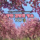 성산사거리  동리입구 | [붱순이 나들이] 26.04.15 실시간 창원 겹벚꽃 명소 3곳 (성산패총, 진해웅동수원지, 늘푸른전당)