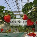 오풍농장 | 4월 주말 강화도 나들이 추천｜오와오 딸기체험 농장, 아이가 함께하기 너무 좋은곳 예약,주차까지!