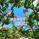 배롱나무길 | 대구근교 드라이브 배롱나무길 예쁜 달성 육신사