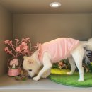 사랑동물병원 | 큰 힘이 되어준 강북구 아이사랑동물병원, 신부전관리, 신부전동물병원, 내과 동물병원,강아지 스케일링...