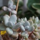 쁘띠쟈니 이미지