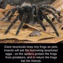 타란튤라 거미와 개구리의 공생관계 이미지