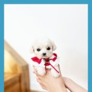 보성이탈리안그레이하운드 이미지