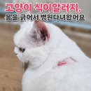 차이 동물병원 | 고양이 식이알러지 증상, 귀 피부 문제로 동물병원 다녀온 후기