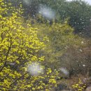 산수유꽃길민박 이미지