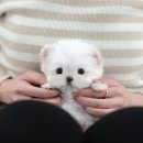 미유펫 강아지고양이 구미점 | 구미강아지분양 미유펫 관심이 생겼다면
