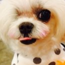 워리워리 네이버블로그