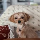 멍그니엘 이미지