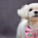 코코 펫 미용 이미지