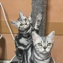 실버시스터즈