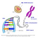 ■ 수학 '행렬' 이용해서 게놈 3차원 구조 풀었다. 이미지