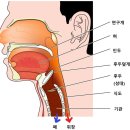 성대열쇠
