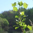 미루나무 이미지