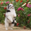 라임레이디 이미지