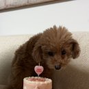 와들스 케이크 이미지