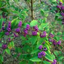 대안사 경내 이미지