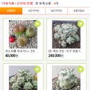 꽃피는뜰 - 평택시 지산로115번길 65 | 꽃피는뜰