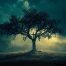 로뎀나무 이미지