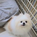 도기그룸 이미지