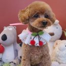 스타일좋개 이미지