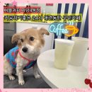 24시무인카페1500원 | 건대입구역 버블커피 자양4동점 24시 무인카페 내돈내산 애견동반 후기
